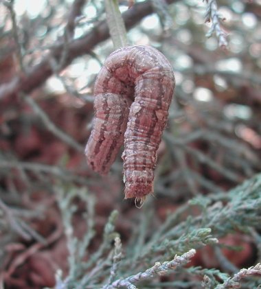 Clytie illunaris (Noctuidae) da Malta - adulto e larvae